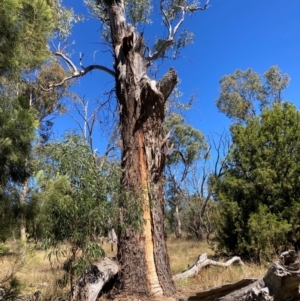 Eucalyptus melliodora at Mount Majura - 25 Mar 2024