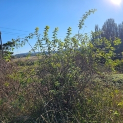 Rosa rubiginosa (Sweet Briar, Eglantine) at Fyshwick, ACT - 25 Mar 2024 by Jiggy