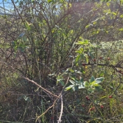 Rosa rubiginosa at Fyshwick, ACT - 25 Mar 2024