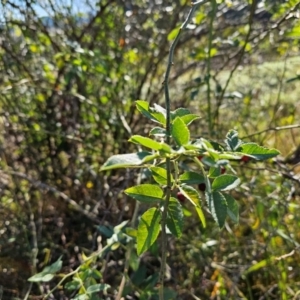 Rosa rubiginosa at Fyshwick, ACT - 25 Mar 2024