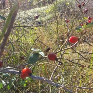 Rosa rubiginosa at Fyshwick, ACT - 25 Mar 2024