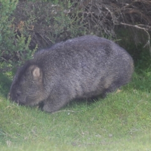 Vombatus ursinus at Cradle Mountain, TAS - 13 Feb 2024 04:36 PM
