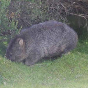 Vombatus ursinus at Cradle Mountain, TAS - 13 Feb 2024 04:36 PM