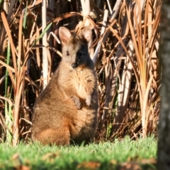 Thylogale billardierii (Tasmanian pademelon) at Smithton, TAS - 13 Feb 2024 by AlisonMilton