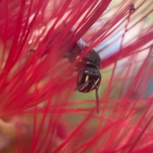 Hylaeus (Hylaeorhiza) nubilosus at Capital Hill, ACT - 25 Mar 2024