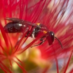 Hylaeus (Hylaeorhiza) nubilosus at Capital Hill, ACT - 25 Mar 2024