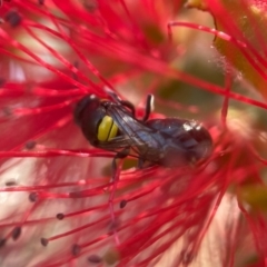 Hylaeus (Hylaeorhiza) nubilosus at Capital Hill, ACT - 25 Mar 2024