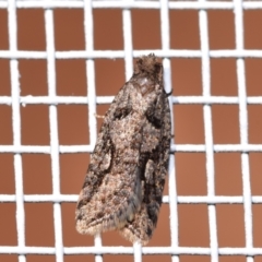 Clarana atristrigana (A Tortricid moth (Tortricinae)) at Jerrabomberra, NSW - 24 Mar 2024 by DianneClarke