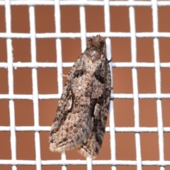 Tortricinae (subfamily) (A tortrix moth) at Jerrabomberra, NSW - 24 Mar 2024 by DianneClarke