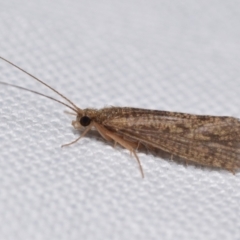 Cheumatopsyche sp. (genus) (A net-spinning caddisfly) at Jerrabomberra, NSW - 24 Mar 2024 by DianneClarke