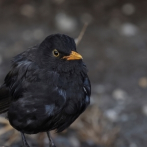 Turdus merula at Smithton, TAS - 13 Feb 2024