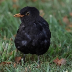 Turdus merula at Smithton, TAS - 13 Feb 2024