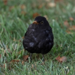 Turdus merula at Smithton, TAS - 13 Feb 2024 06:34 AM