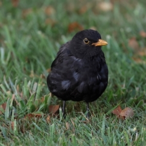 Turdus merula at Smithton, TAS - 13 Feb 2024 06:34 AM