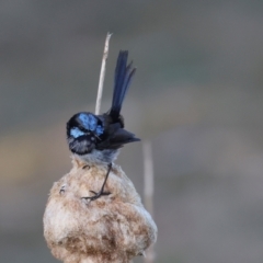 Malurus cyaneus (Superb Fairywren) at Smithton, TAS - 13 Feb 2024 by AlisonMilton