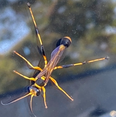 Sceliphron laetum (Common mud dauber wasp) at Mitchell, ACT - 24 Mar 2024 by SteveBorkowskis