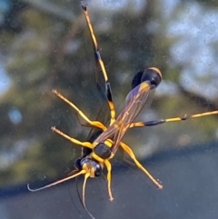 Sceliphron laetum at Mitchell, ACT - 25 Mar 2024 09:49 AM