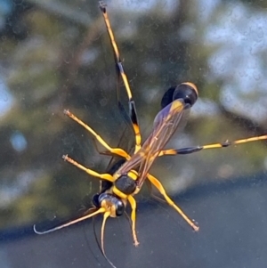 Sceliphron laetum at Mitchell, ACT - 25 Mar 2024 09:49 AM