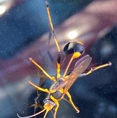 Sceliphron laetum at Mitchell, ACT - 25 Mar 2024 09:49 AM