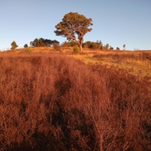 Hypericum perforatum at Urambi Hills - 24 Mar 2024