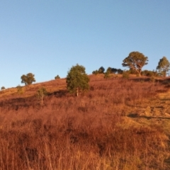Hypericum perforatum at Urambi Hills - 24 Mar 2024