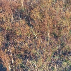 Hypericum perforatum at Urambi Hills - 24 Mar 2024