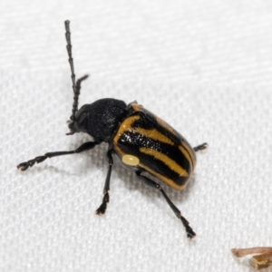 Cadmus australis at Cradle Mountain, TAS - 14 Feb 2024 05:58 AM