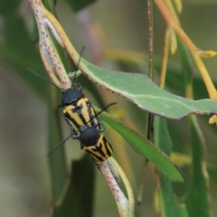 Cadmus australis at Cradle Mountain, TAS - 14 Feb 2024