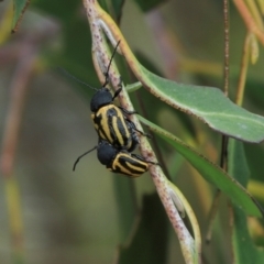 Cadmus australis at Cradle Mountain, TAS - 14 Feb 2024