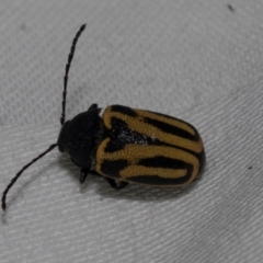 Cadmus australis at Cradle Mountain, TAS - 14 Feb 2024 05:58 AM