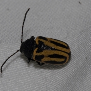 Cadmus australis at Cradle Mountain, TAS - 14 Feb 2024 05:58 AM