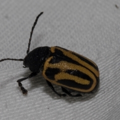Cadmus australis at Cradle Mountain, TAS - 14 Feb 2024 05:58 AM
