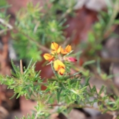 Phyllota humifusa at Wingecarribee Local Government Area - 12 Jan 2024 by JanHartog