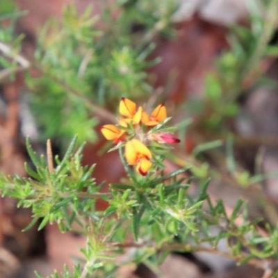 Phyllota humifusa at Alpine, NSW - 12 Jan 2024 by JanHartog