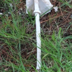 Unidentified Fungus at Alpine, NSW - 11 Jan 2024 by JanHartog