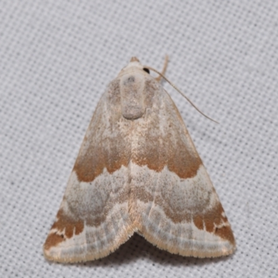 Acontiinae provisional species 1 at QPRC LGA - 25 Mar 2024 by DianneClarke