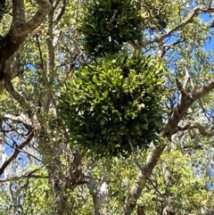 Notothixos cornifolius (Kurrajong Mistletoe) at Wee Jasper, NSW - 24 Mar 2024 by nathkay