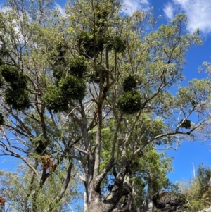 Notothixos cornifolius at Wee Jasper, NSW - 24 Mar 2024
