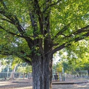 Ulmus sp. at Majura Primary School, Watson - 25 Mar 2024