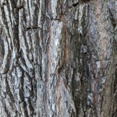 Ulmus sp. at Majura Primary School, Watson - 25 Mar 2024