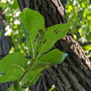 Ulmus sp. at Majura Primary School, Watson - 25 Mar 2024