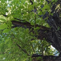 Ulmus sp. at Majura Primary School, Watson - 25 Mar 2024