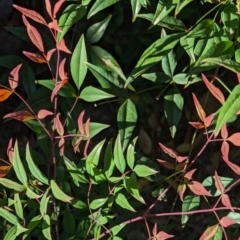 Nandina domestica (Sacred Bamboo) at Majura Primary School, Watson - 25 Mar 2024 by AniseStar