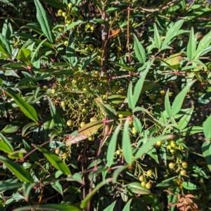 Nandina domestica at Majura Primary School, Watson - 25 Mar 2024 08:49 AM