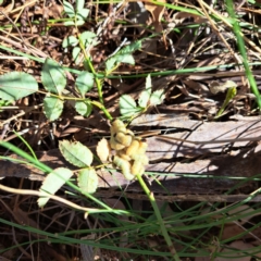 Perginae sp. (subfamily) (Unidentified pergine sawfly) at Mount Majura - 25 Mar 2024 by abread111