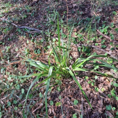 Dianella sp. aff. longifolia (Benambra) (Pale Flax Lily, Blue Flax Lily) at Watson, ACT - 25 Mar 2024 by abread111