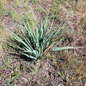 Dianella sp. aff. longifolia (Benambra) at Mount Majura - 25 Mar 2024 11:02 AM