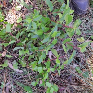 Viburnum tinus at Mount Majura - 25 Mar 2024