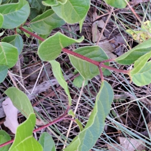 Viburnum tinus at Mount Majura - 25 Mar 2024