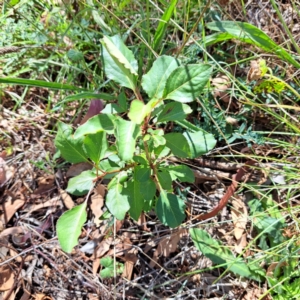 Pyrus calleryana at Mount Majura - 25 Mar 2024 11:24 AM